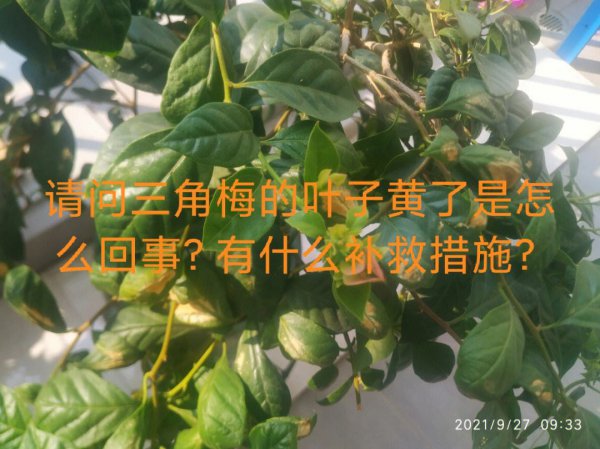 三角梅黄叶是怎么回事