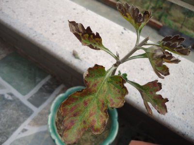 菊花黄叶是怎么回事 菊花为何出现黄叶情况？