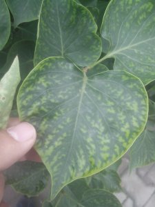 丁香花黄叶是怎么回事 丁香花为什么叶子变黄了？