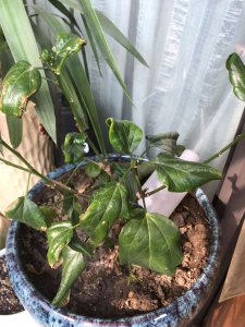 木槿花黄叶是怎么回事 木槿花为何叶子变黄？