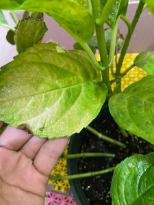 绣球花黄叶是怎么回事 绣球花为什么叶子变黄？