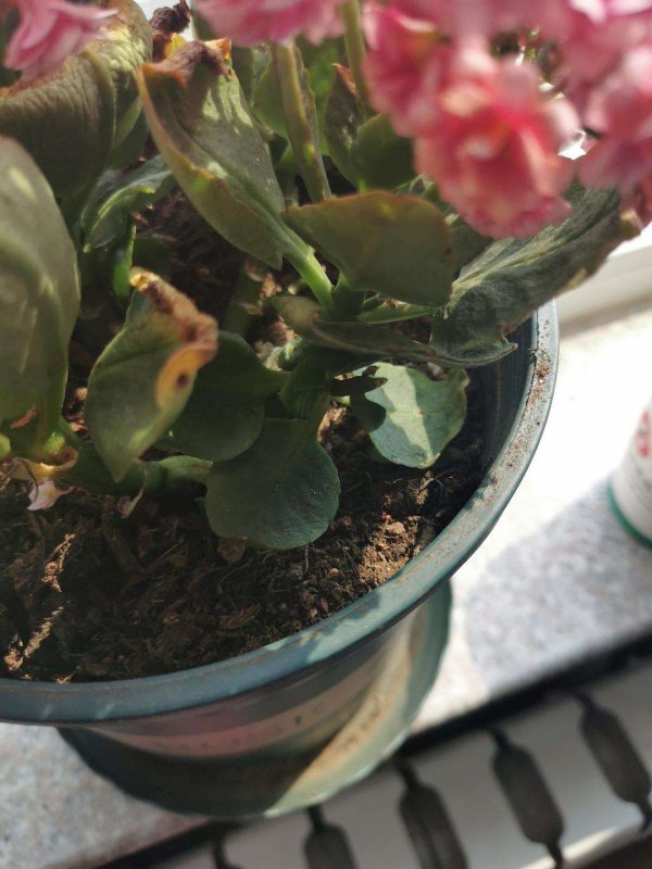 长寿花黄叶是怎么回事