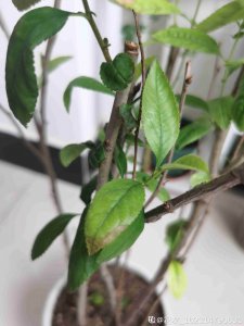 海棠花黄叶是什么原因 海棠树黄叶的原因是什么？
