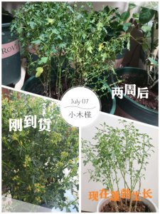 小木槿黄叶是什么原因 小木槿为何叶子变黄？