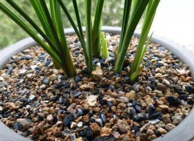 兰花使用什么植料养护越长越旺 选择正确植料兰花生长更旺盛