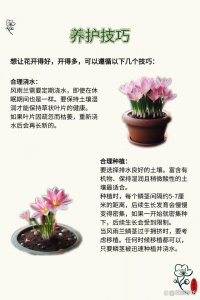 处于服盆期的兰花养护有哪些注意事项