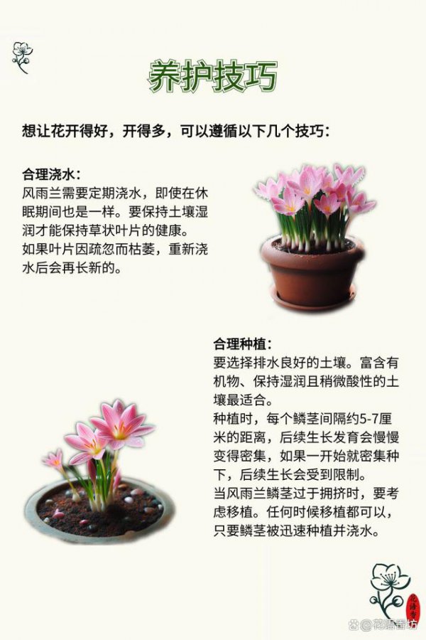 处于服盆期的兰花养护有哪些注意事项