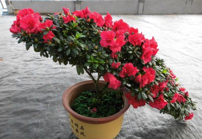 入冬后杜鹃花要怎么养才能越长越旺