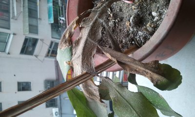 昙花叶子发蔫原因及补救方法 昙花叶子枯萎原因及解决办法