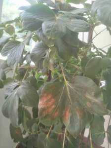 牡丹花黄叶是什么原因 牡丹花为何会出现黄叶？