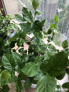 茉莉花只长叶子不开花原因及处理方法