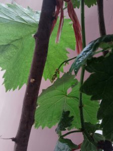 葡萄莲花为什么不开花 为何葡萄莲花不开花？