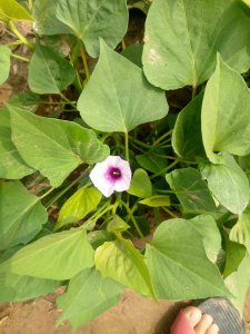 红薯为什么不开花 为什么红薯不开花？

红薯为何不开花？