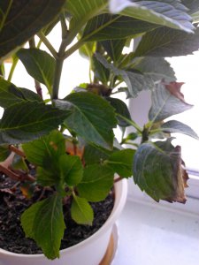 养花为什么不开花 为何花卉不开花？