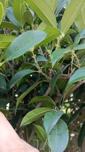 桂花树为什么不开花 为何桂花树不开花？