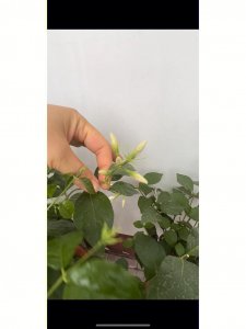 香水茉莉不开花怎么回事 为什么香水茉莉没有开花呢？