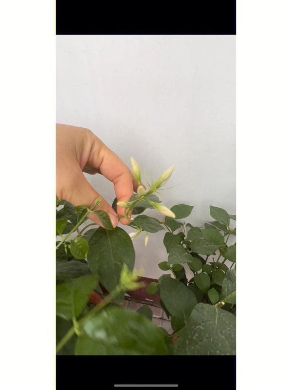 香水茉莉不开花怎么回事
