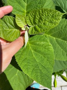 香草不开花怎么回事 为什么香草没有开花呢？