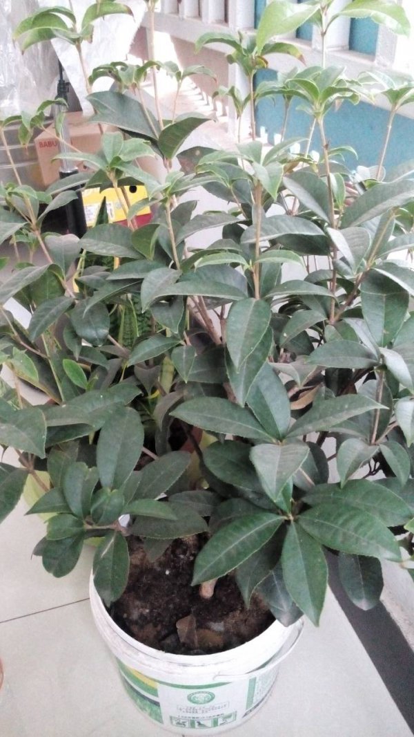 月月桂不开花怎么回事