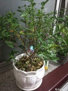 茉莉花不开花什么原因 茉莉花为何不开花？