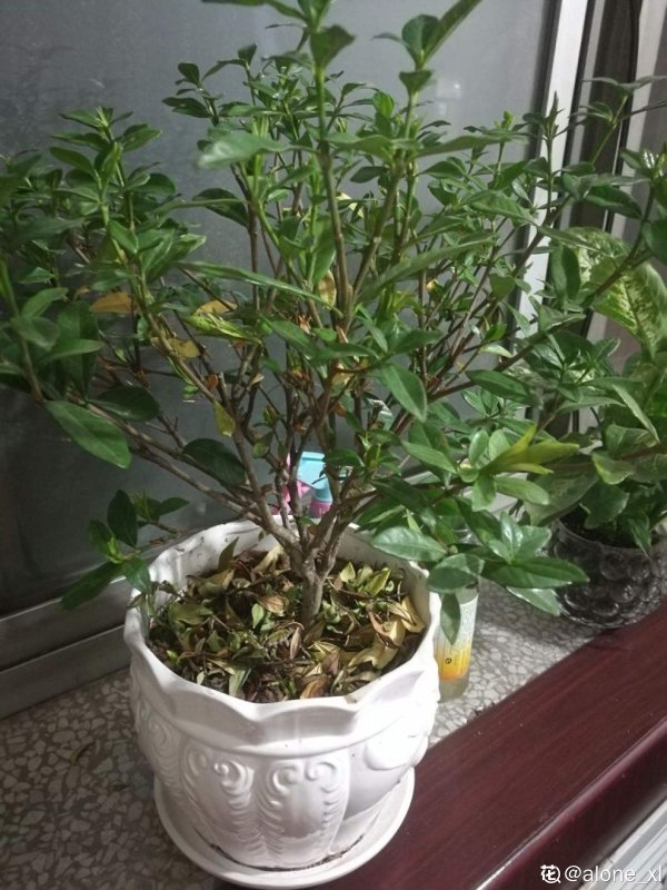 茉莉花不开花什么原因