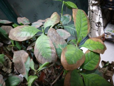 栀子花不开花什么原因 为何栀子花不开？ 
栀子花为何不开？