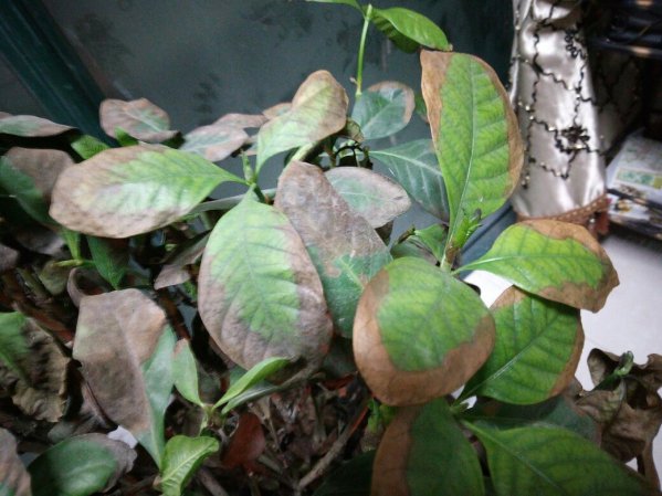 栀子花不开花什么原因