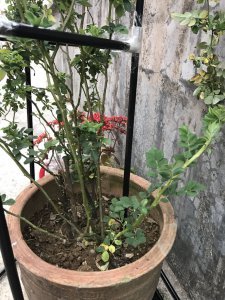 蔷薇花不开花什么原因 蔷薇为何不开花的原因
蔷薇为何未开花