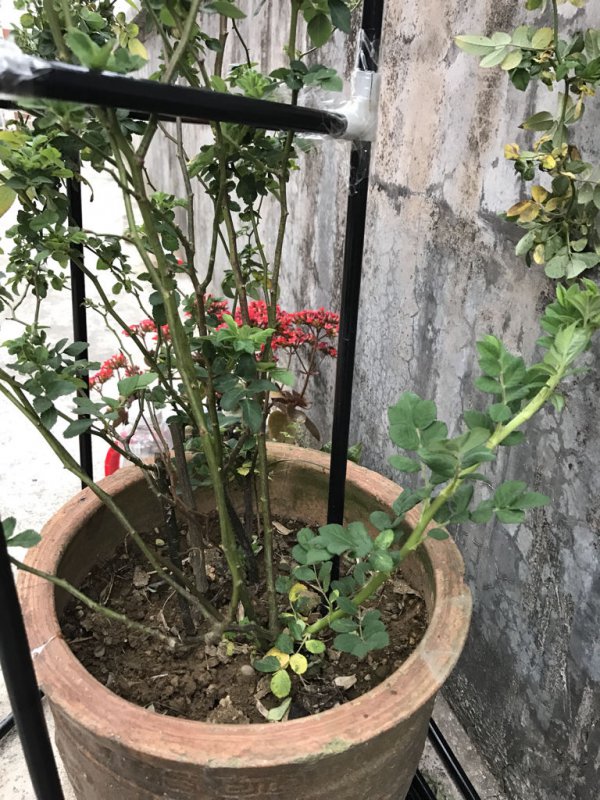 蔷薇花不开花什么原因