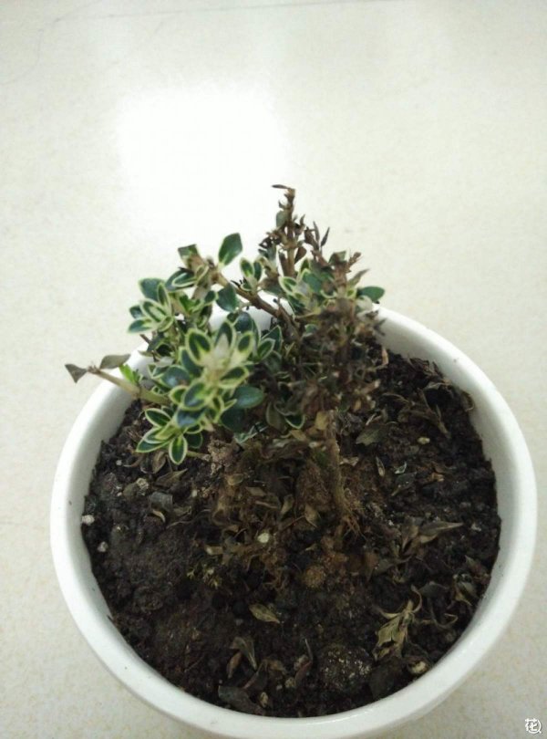 六月雪不开花什么原因