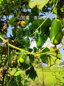 香如蜜不开花怎么回事 芳香浓郁却不见花开是怎么回事？
