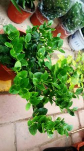 铁茉莉不开花怎么回事 铁茉莉为何不开花？
