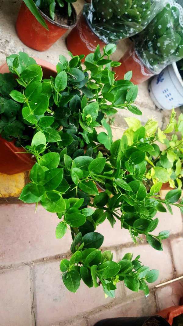 铁茉莉不开花怎么回事