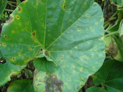 瓠瓜不开花怎么回事 瓠瓜为何不开花？
瓠瓜为何不结果实？