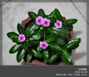 五瓣莲不开花怎么回事 五瓣莲为何不开花？