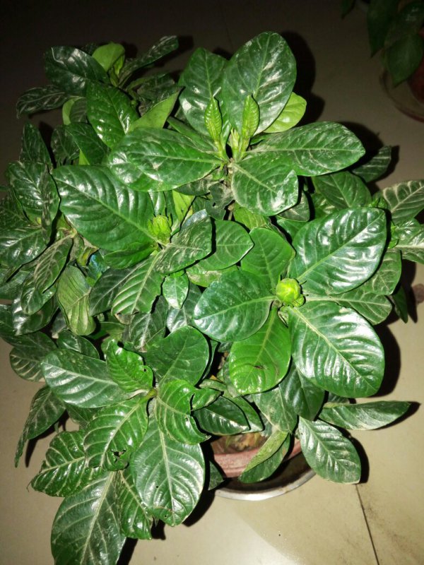 白扁豆不开花怎么回事
