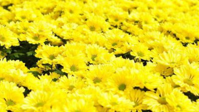 菊花催花时间和方法 促进菊花开花的时间与方法