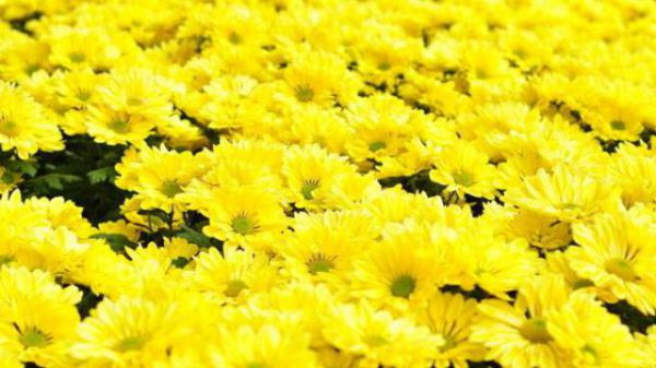 菊花催花时间和方法
