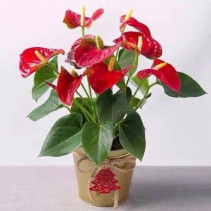 红掌催花时间和方法 红掌如何催花？