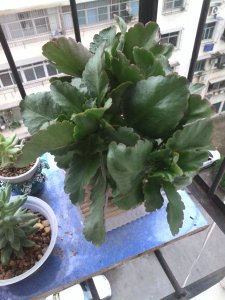 长寿梅不开花什么原因 长寿梅为何开花困难？