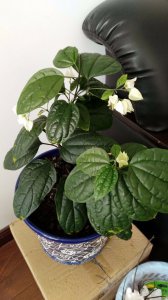 龙吐珠不开花什么原因 龙珠不开花是为什么？