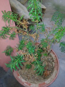 红豆杉不开花什么原因 红豆杉缺乏开花的原因