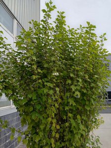 木槿花不开花什么原因 木槿花为何不开花？