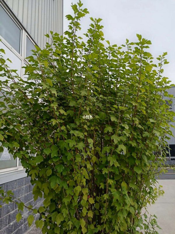 木槿花不开花什么原因