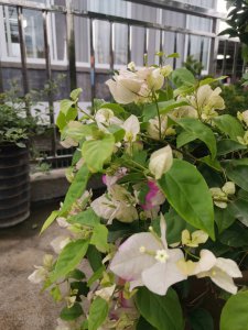 三角梅不开花什么原因 三角梅为何不开花？