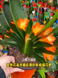 君子兰不开花什么原因 君子兰为何不开花？