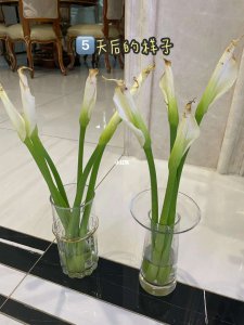 马蹄莲不开花什么原因 马蹄莲为何不开花？
马蹄莲开花原因探究