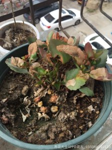 长寿花不开花什么原因 长寿花为何不开花