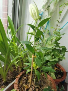 百合花不开花什么原因 为何百合花不开花？