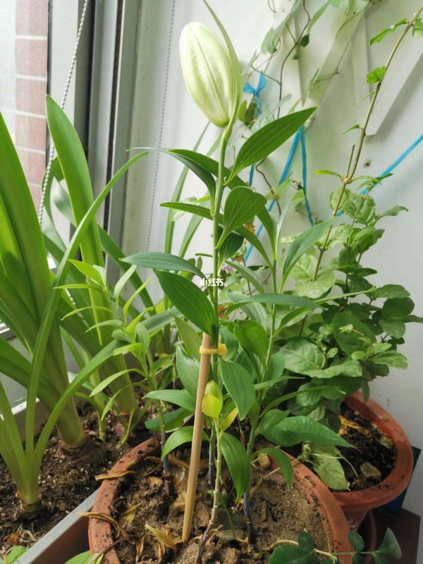 百合花不开花什么原因